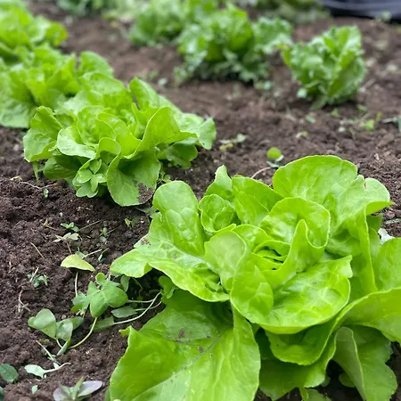 Pensión Dimora Storica Pasquale 4*