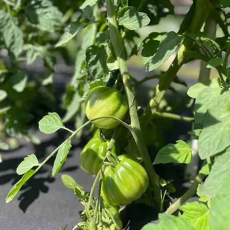 Pensión Dimora Storica Pasquale 4*