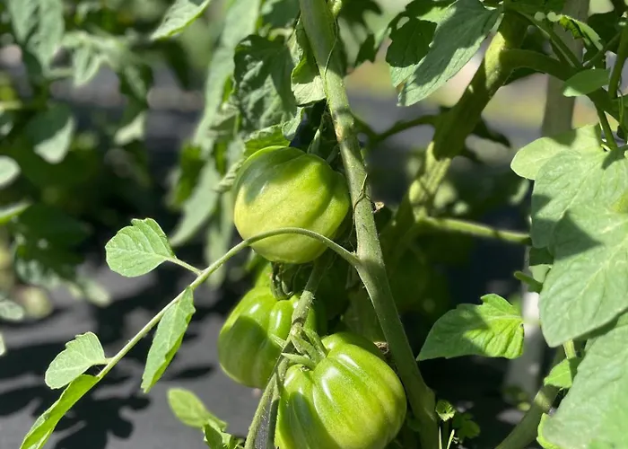 招待所 Dimora Storica Pasquale 4*